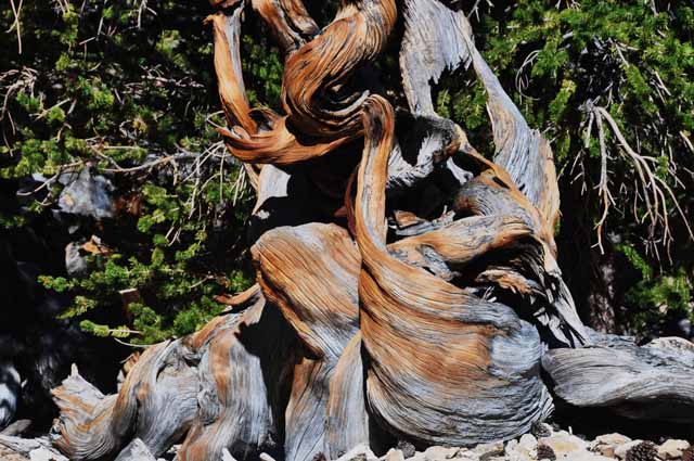 bristlecone